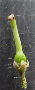  Pistil